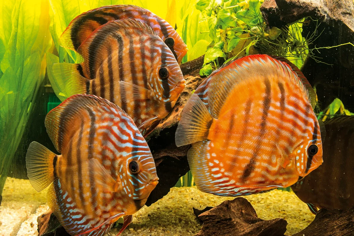 Wild Brown Discus | Symphysodon aequifasciatus