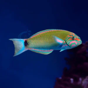 Thalassoma Lunare “Moon Wrasse”