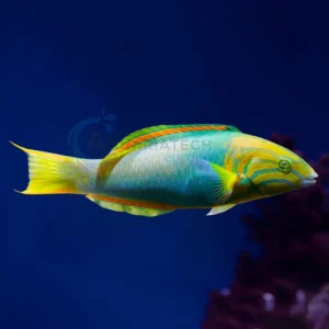 Thalassoma Lutescens “Sunset Wrasse”