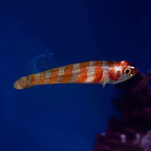 Trimma Cana “Candycane Pygmy Goby”