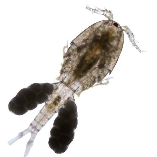 Live Zooplankton: Tisbe biminiensis, Copepod Culture with Phytoplankton