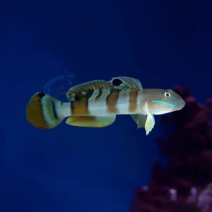 Valenciennea Wardii “Tiger Sand Sifter Goby”