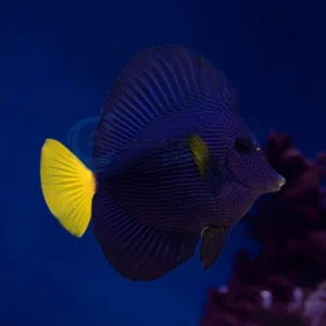 Zebrasoma Xanthurum “Purple Tang”