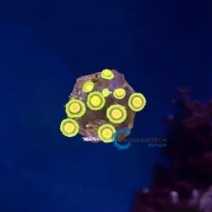 Zoa Lemon and Lime