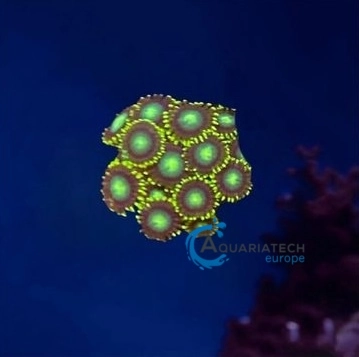 Zoa radioactive dragon eyes