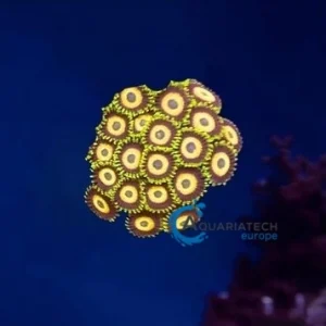 Zoa Scrambled eggs