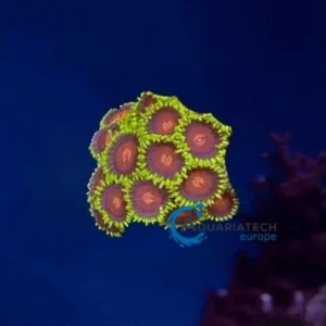 Zoa Mind trick