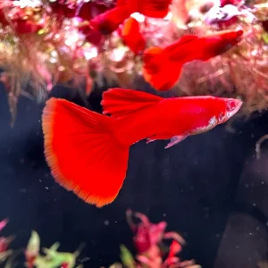 Albino Full Red Guppy (Pair)