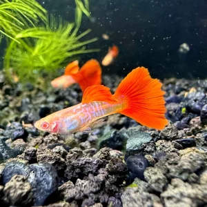 Albino Red Tail Snakeskin Guppy (Pair)