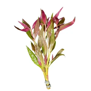 Alternanthera Reineckii Lilacina