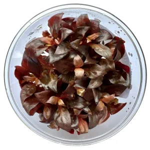 Alternanthera Reineckii Mini Tissue Culture