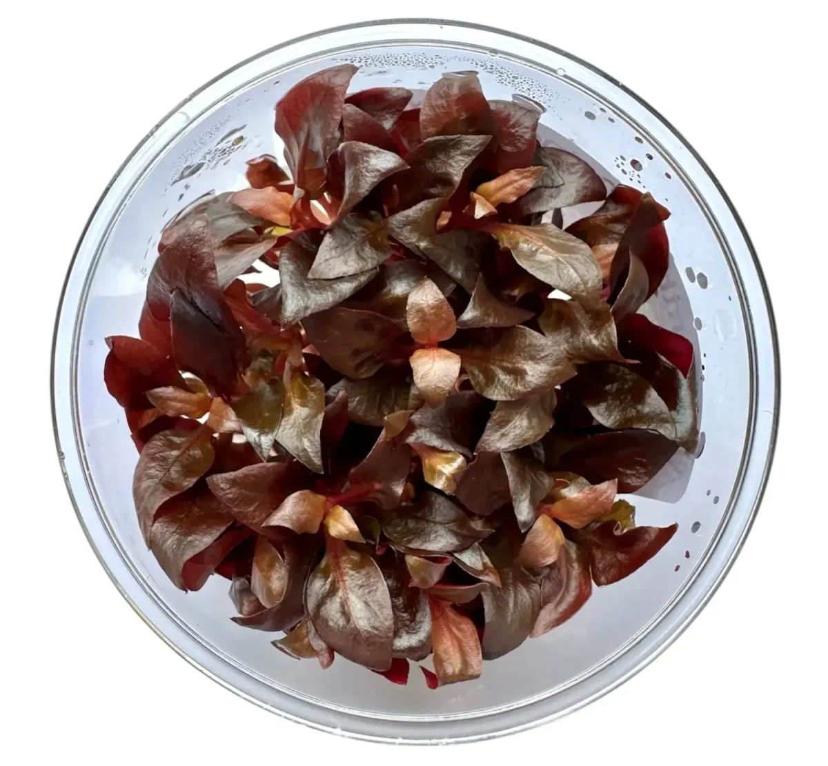 Alternanthera Reineckii Mini Tissue Culture