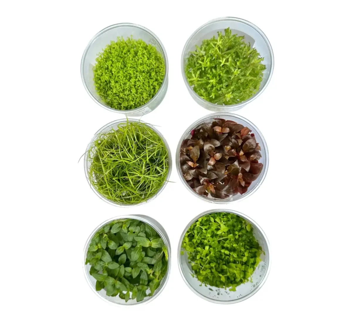 Alternanthera Reineckii Mini Tissue Culture - Bild 5