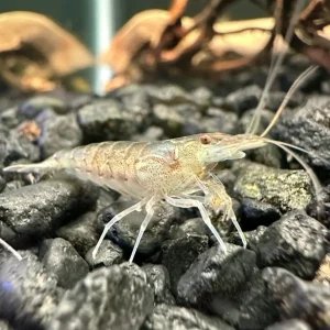 Amano Shrimp