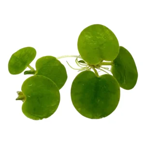 Amazon Frogbit (Limnobium Laevigatum)