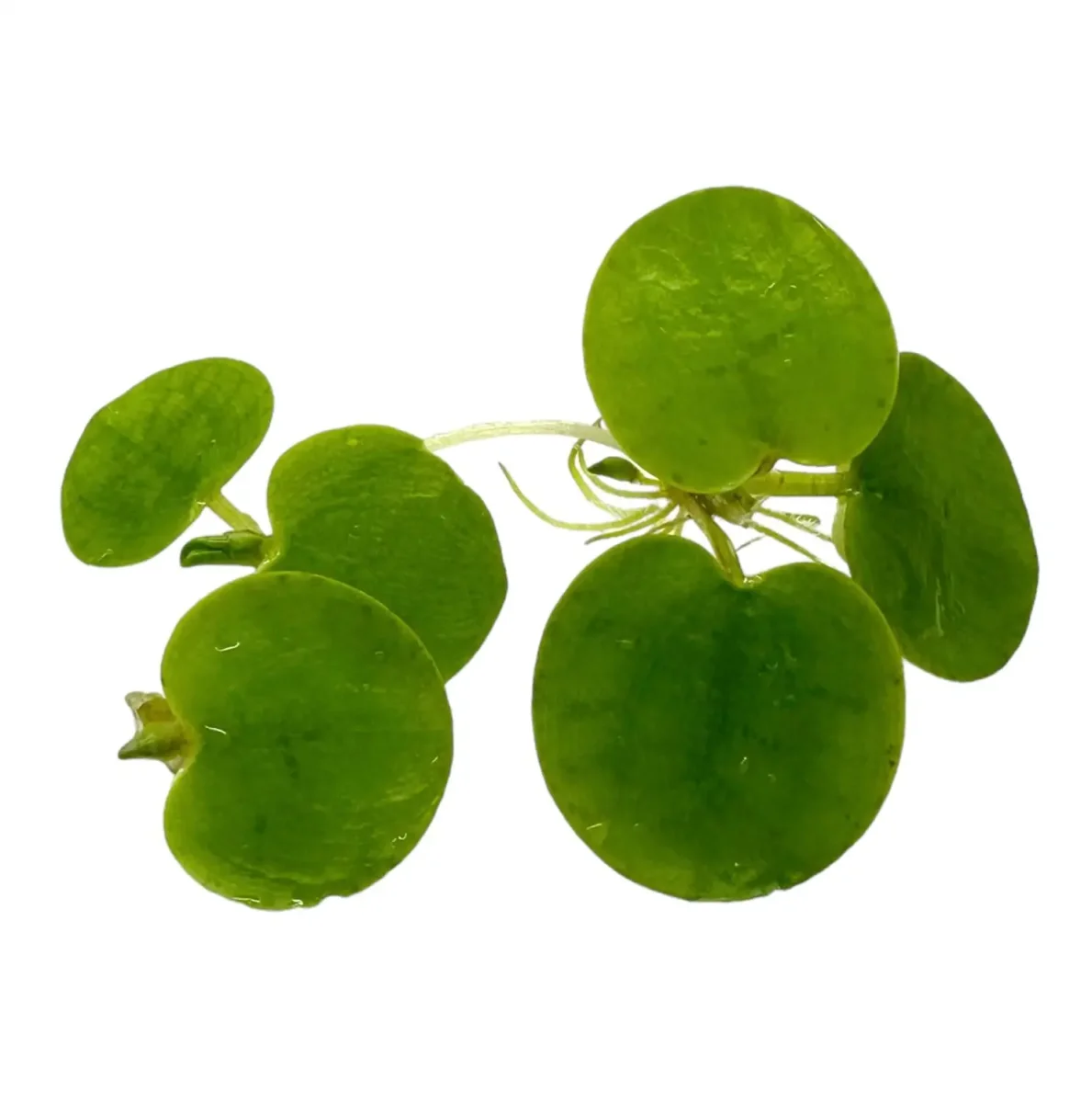 Amazon Frogbit (Limnobium Laevigatum) - Bild 2