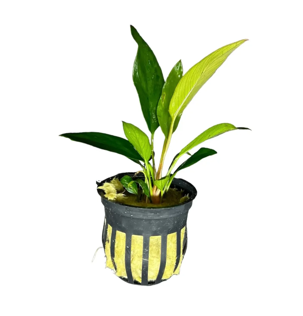 Anubias Frazeri (Anubias Barteri X Anubias Congensis) Potted - Bild 2