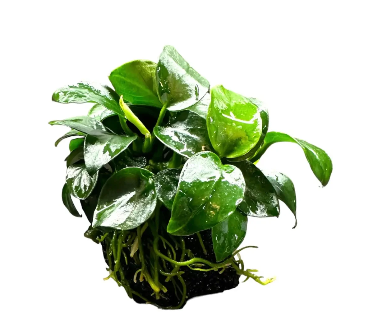 Anubias Nana Petite on Rock - Bild 2