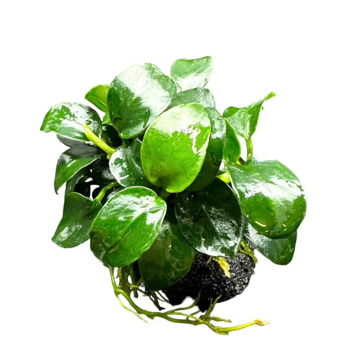 Anubias Nana Petite on Rock - Bild 3