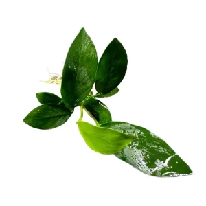 Anubias Nancon