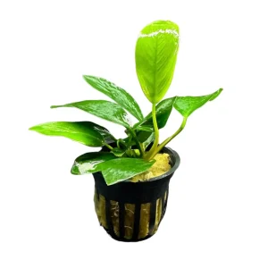 Anubias Nancon Potted