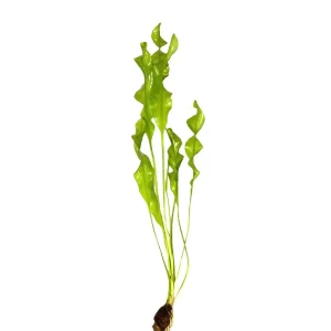 Aponogeton Ulvaceus