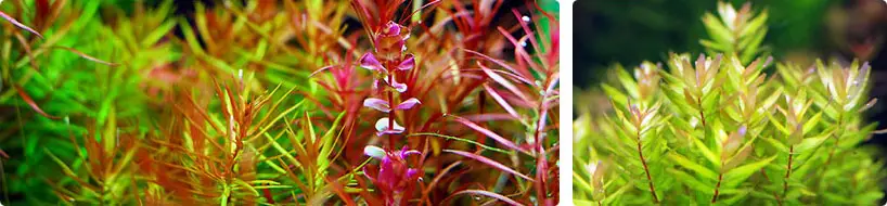AQUARIO Neo Plants Tab K - Potassium Root fertilizer - Bild 4