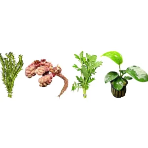 AquaticMotiv® Betta pack - 4 plants