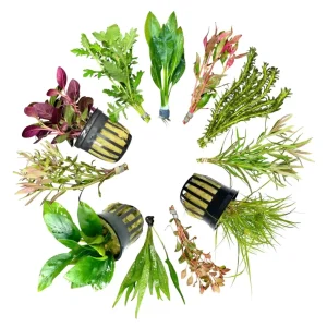 AquaticMotiv® Value bundle - 12 plants