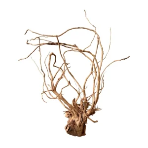 Azalea Wood