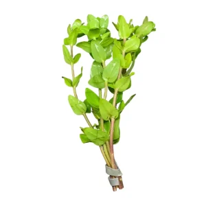 Bacopa (Bacopa Caroliniana) Bunch x12 ($3.25/ea)