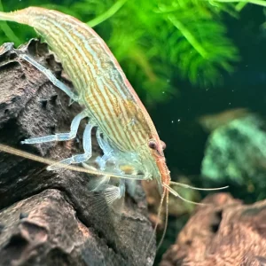 Bamboo Shrimp (Atyopsis moluccensis)