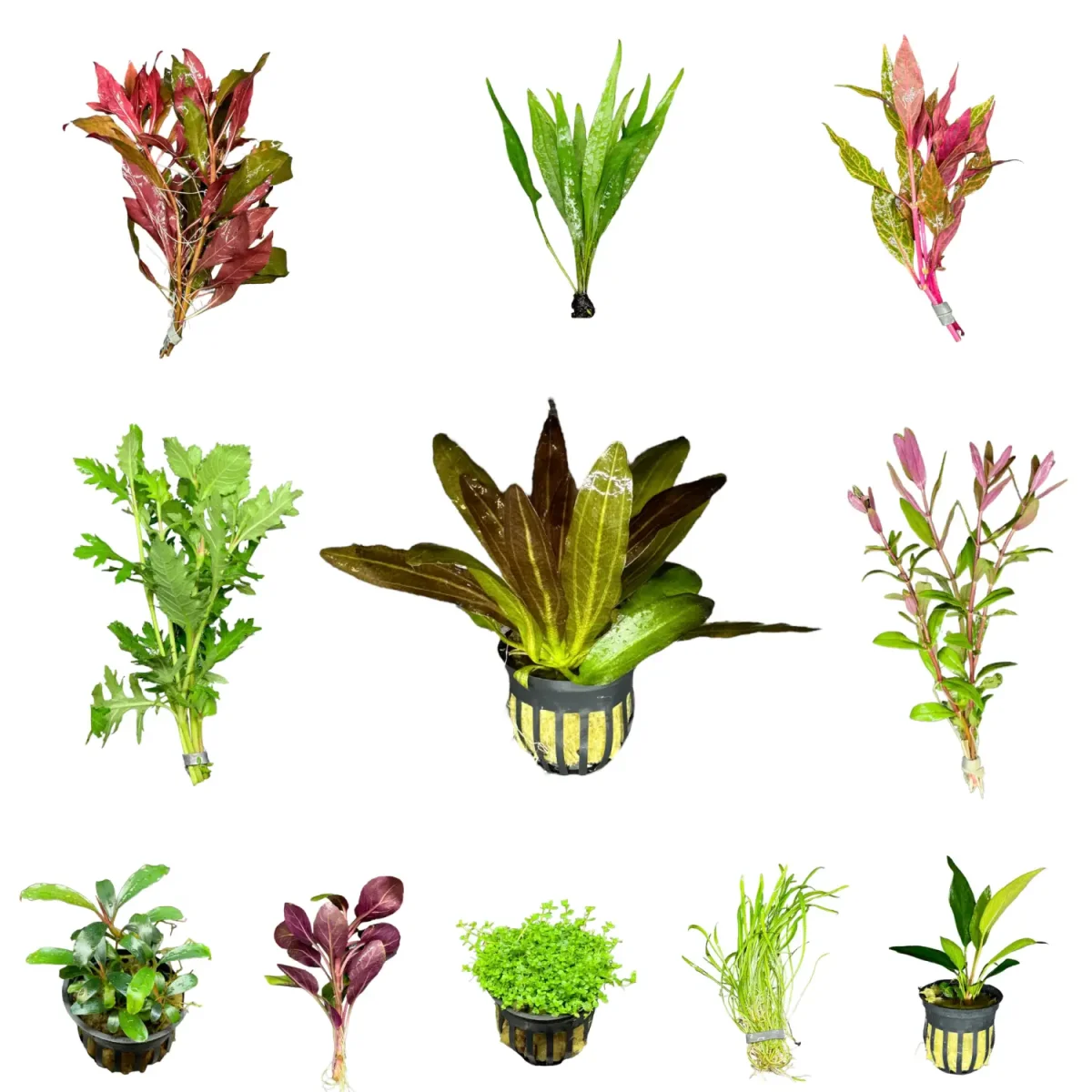 Best Selling Plant Pack - 6 plants