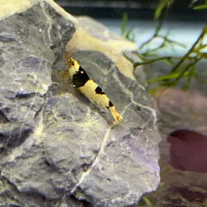 Black Crystal Shrimp (Neocaridina Sp.)