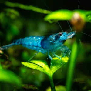 Blue Velvet Shrimp