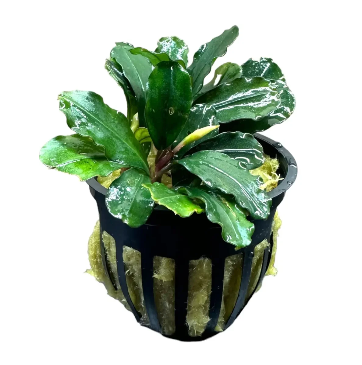 Bucephalandra Brownie Phoenix - Bild 2