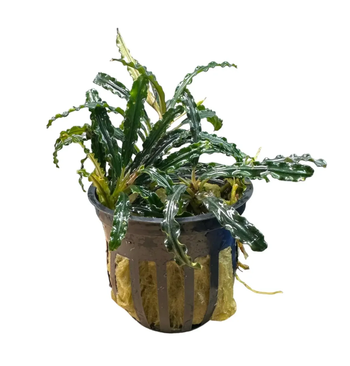 Bucephalandra Catherinae - Bild 2
