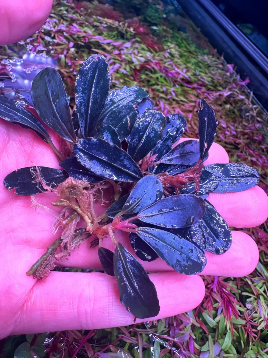 Bucephalandra Dark Angel - Bild 8