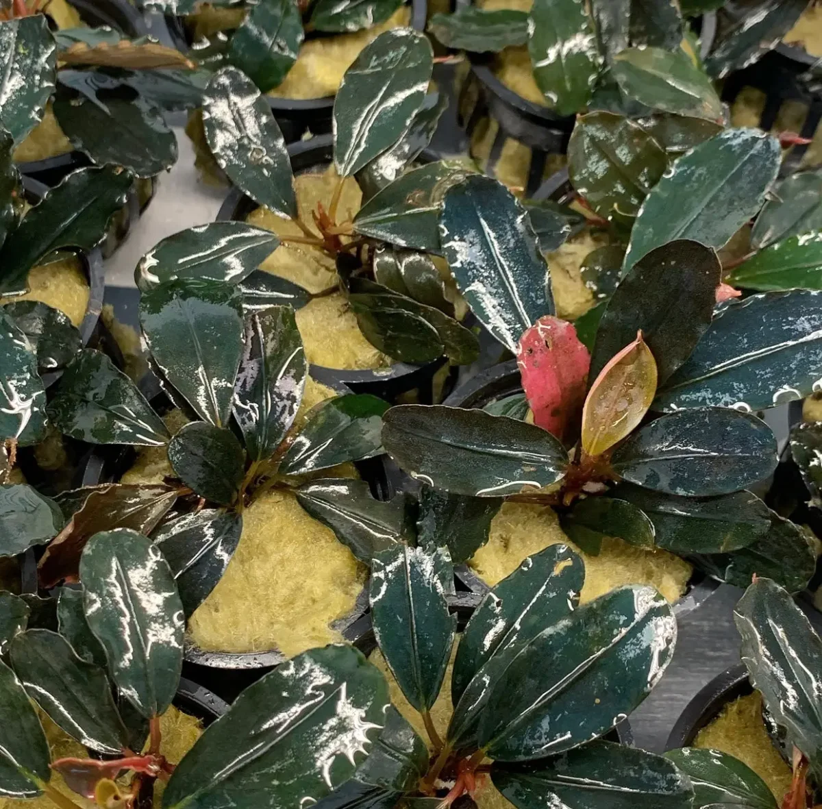 Bucephalandra Dark Angel - Bild 6