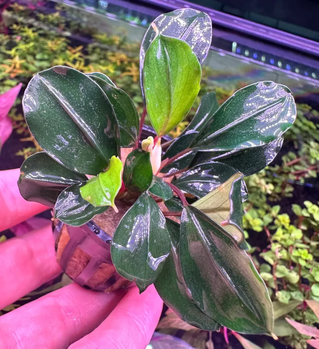 Bucephalandra Deep Blue - Bild 5