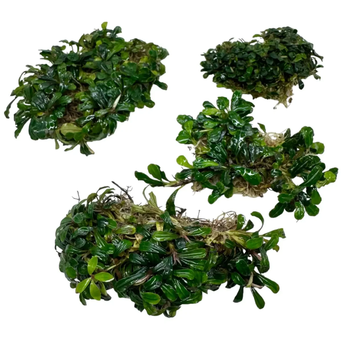 Bucephalandra Kapit - Bild 2