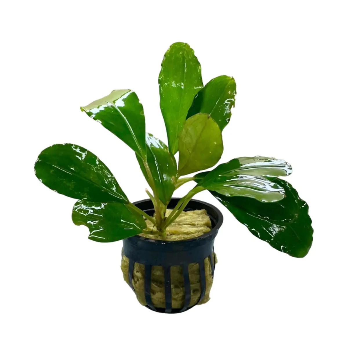 Bucephalandra Mukok