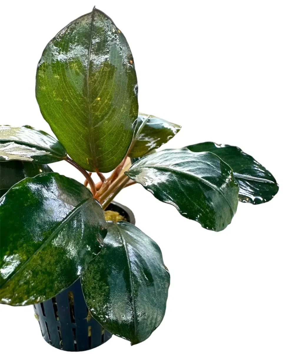 Bucephalandra Round Silver - Bild 3