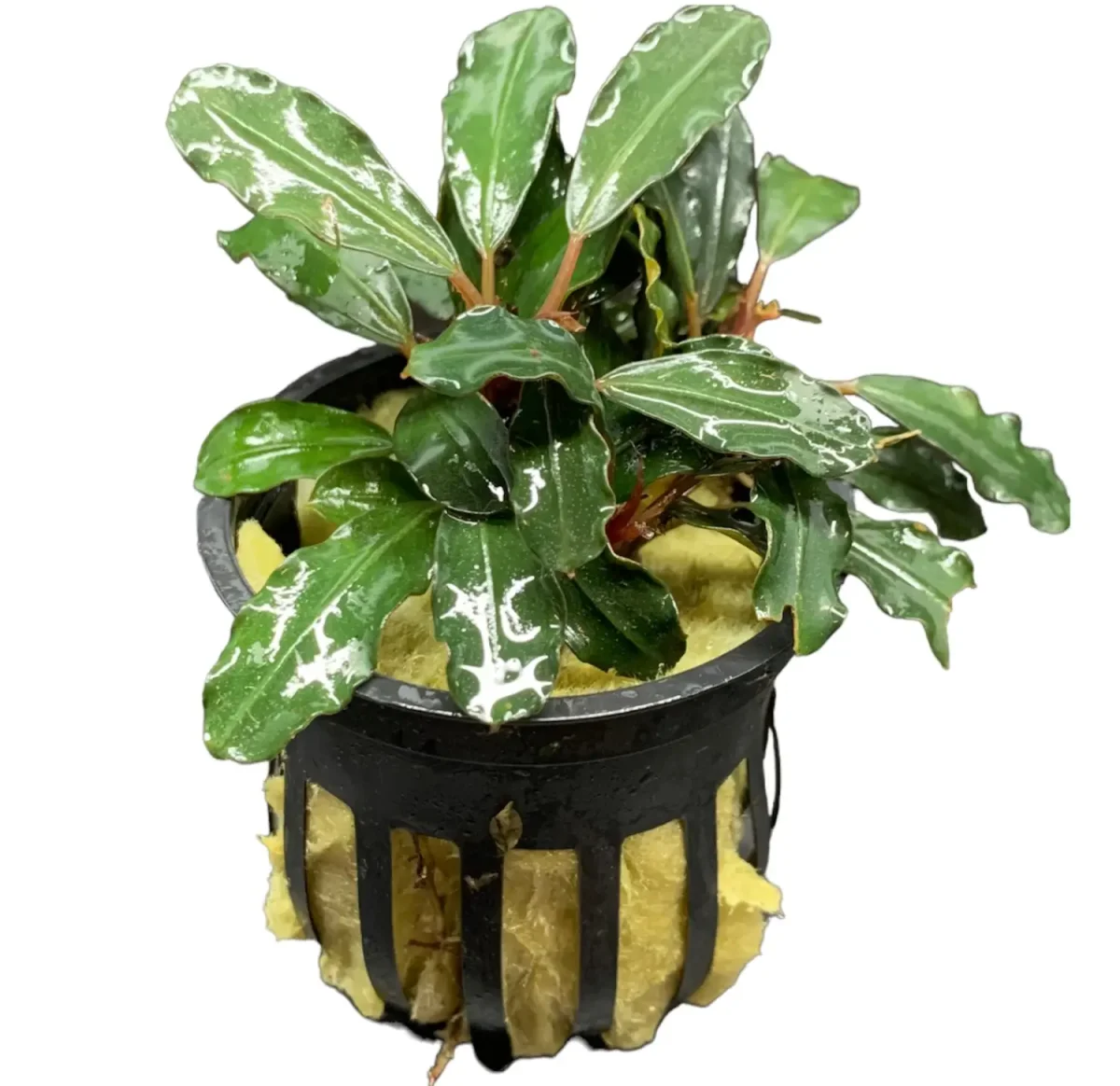 Bucephalandra Theia - Bild 2