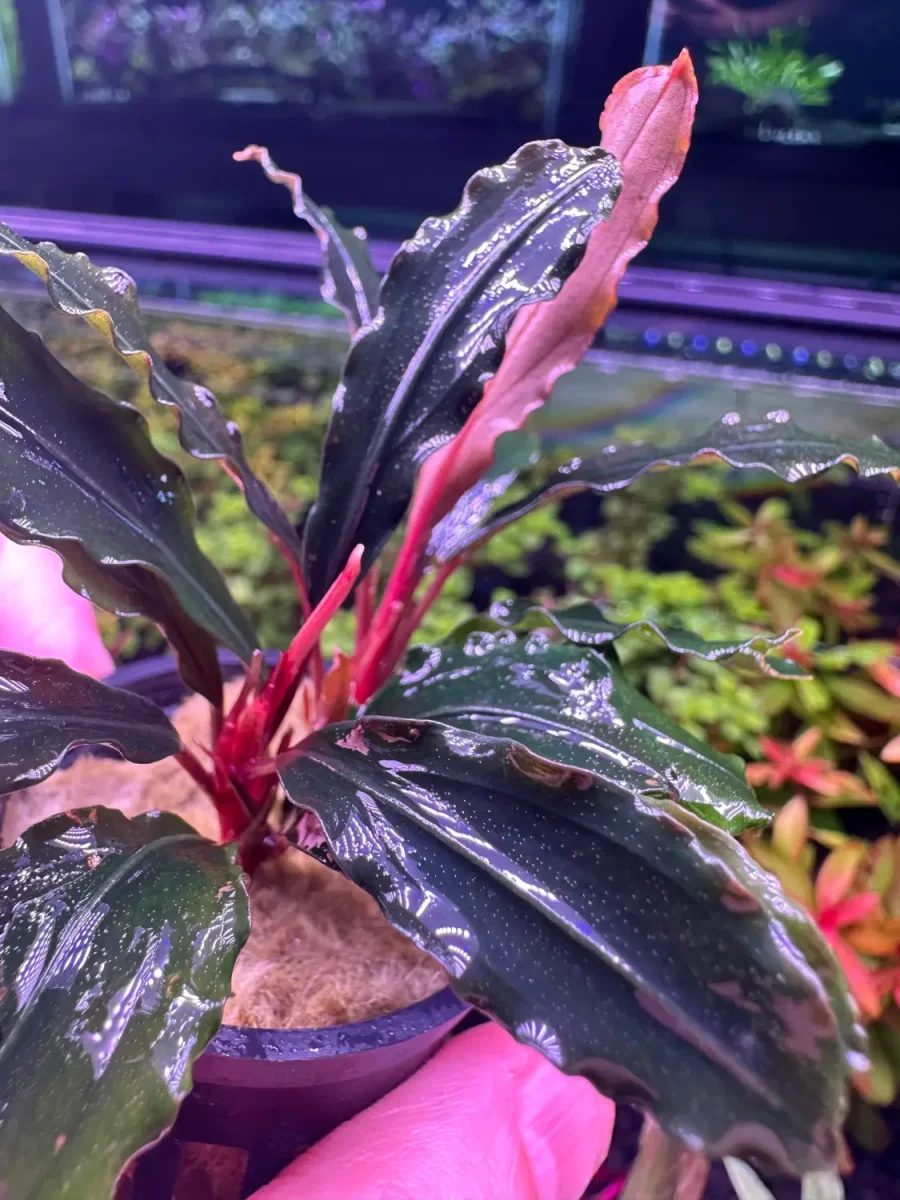 Bucephalandra Theia - Bild 5