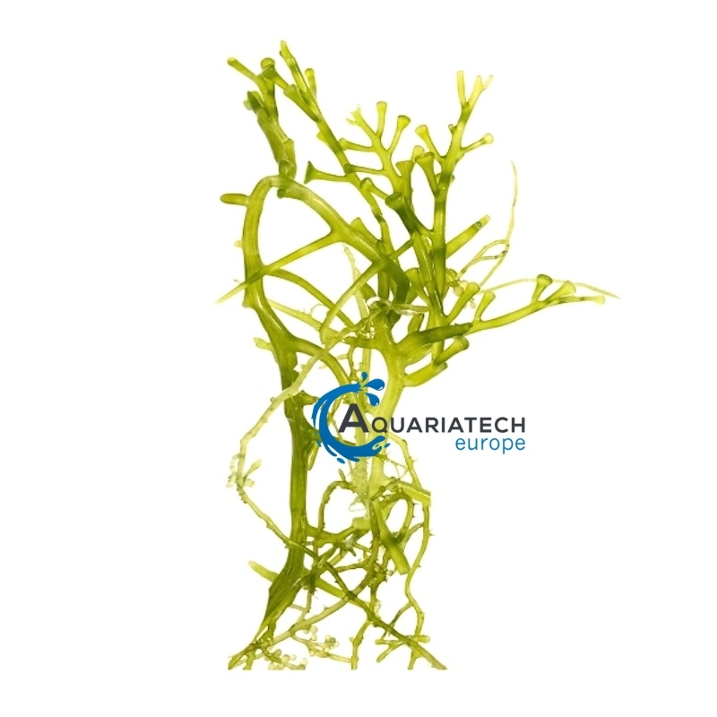 Caulerpa racemosa var, green grape - Bild 2