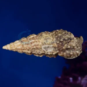 Cerithium sp “Cerith Snail”