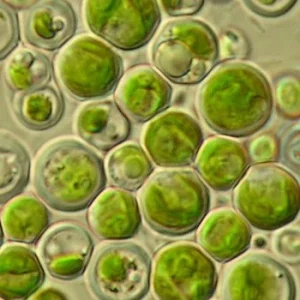 Algae Research Supply: Algae Culture Kit for Chlorella pyrenoidosa.