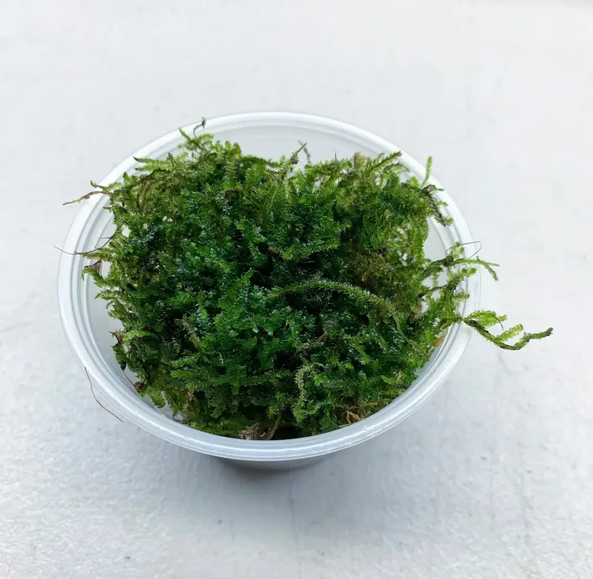 Christmas Moss (Vesicularia Montagnei) - Bild 6