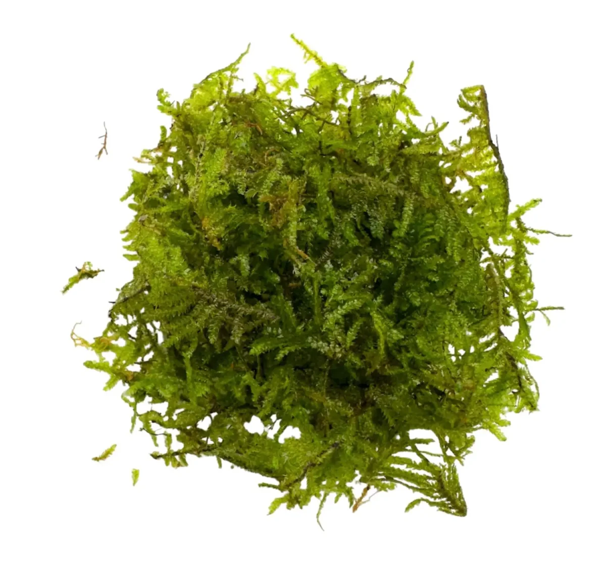 Christmas Moss (Vesicularia Montagnei) - Bild 3